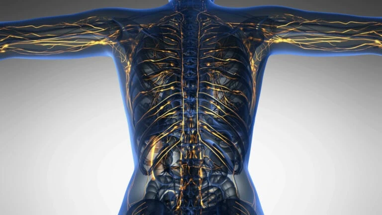 Lymphatic System