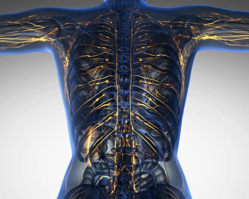Lymphatic System