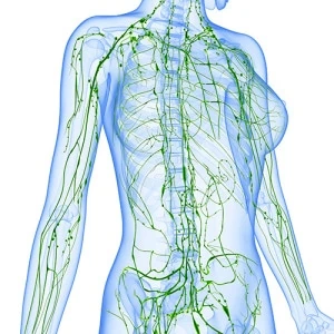 Lymphatic system.